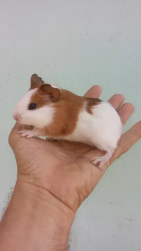 Porquinhos da índia