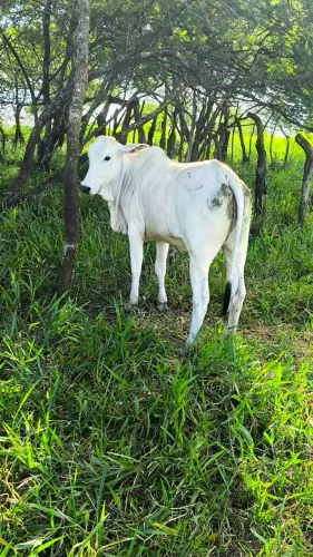 novilhas Nelore 