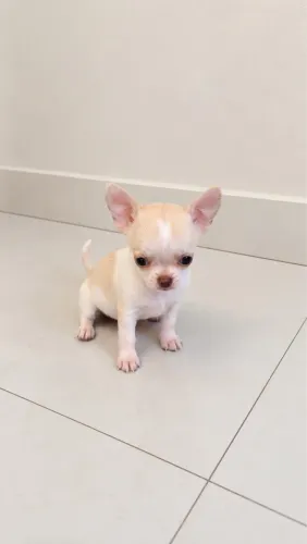 Filhotes de chihuahua disponíveis 
