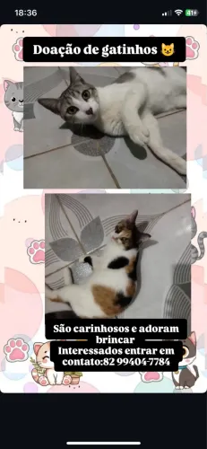 Gatos doação
