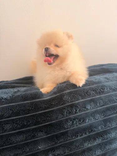 Lulu da pomerania 