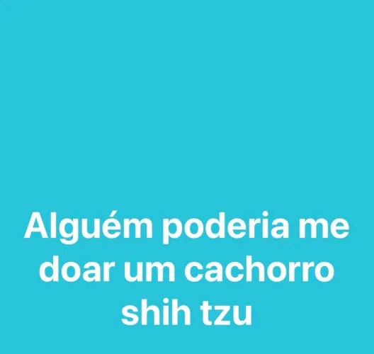 Cachorro shih tzu