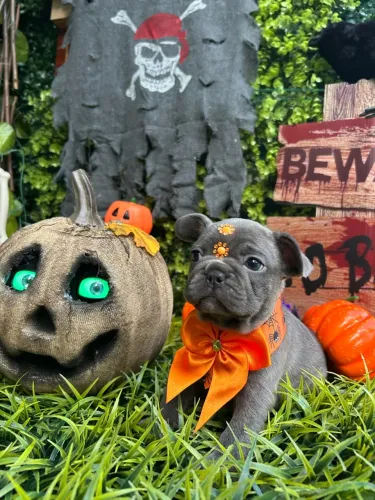 Bullldog Francês( Especial de Halloween )