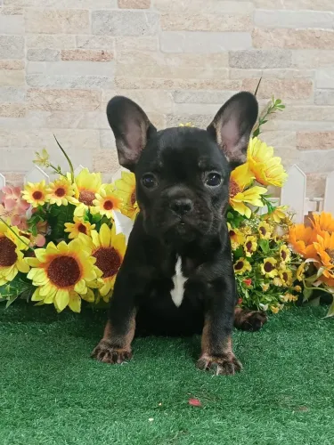 Bulldog Francês