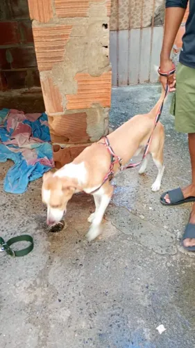 Doando um cachorro