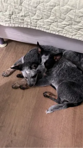 Cachorros Blue Heeler