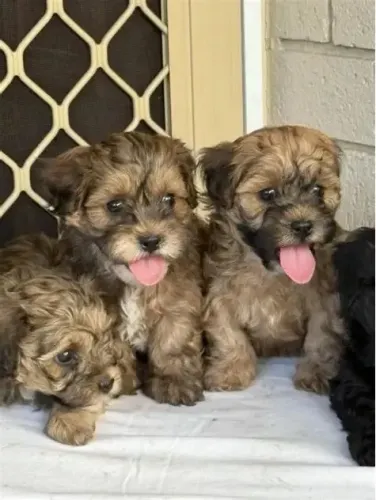 poodle 300