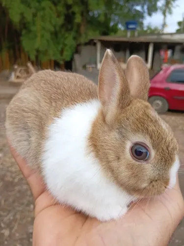 Mini coelhinho