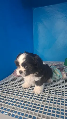 Filhotes Shih-tzu (animal de companhia))