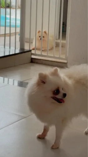 Filhote de Lulu da pomerania em Macapá