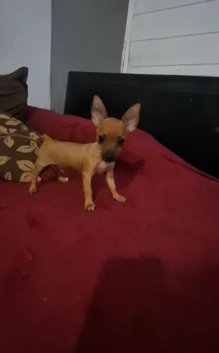 Cachorro pintcher