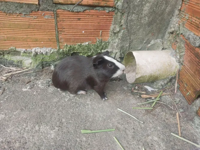 Porquinho da india dois machos não tenho fêmea 
