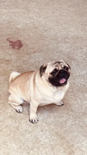 Disponível para Coberturas/Dog raça pug ?