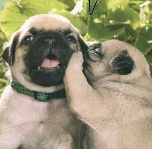 Filhotes De Pug - Encanto Que Vira Paixão 