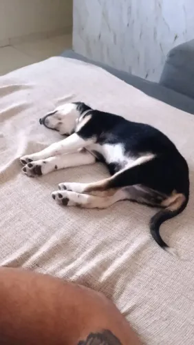 Adoção Pet