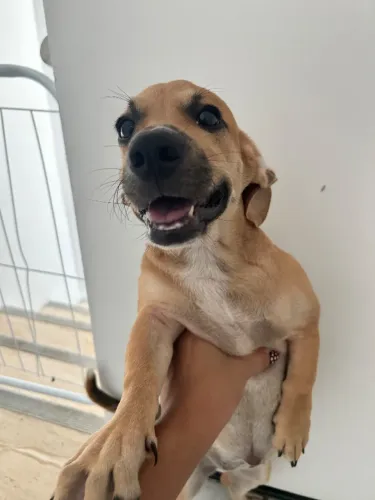 adoção de cachorra filhote