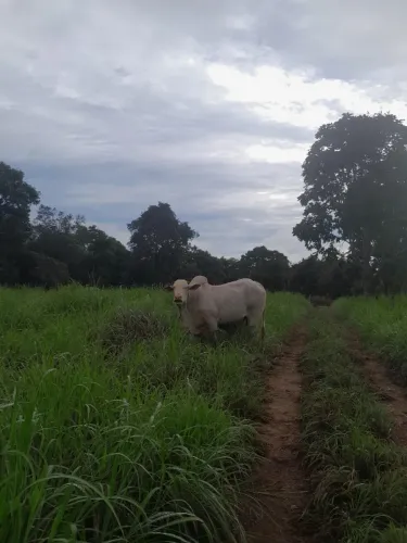 Vendo Sítio 17 alqueires