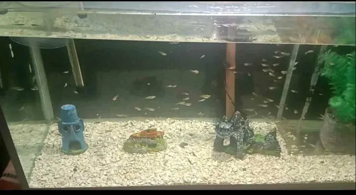 Vendo aquário de 200 litros por 1200,00