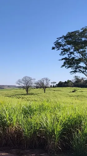 SÍTIO À VENDA NIPOÃ/SP | APTIDÃO PARA CANA
