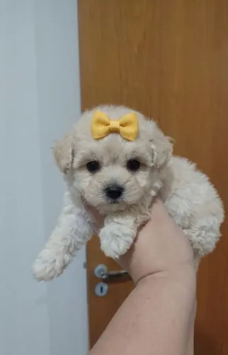Filhotes de Poodle Toy Um Casal