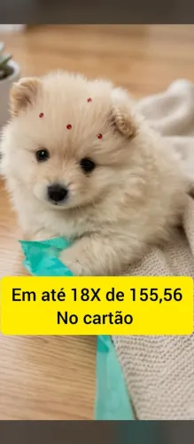 Fêmea Spitz alemão cor creme