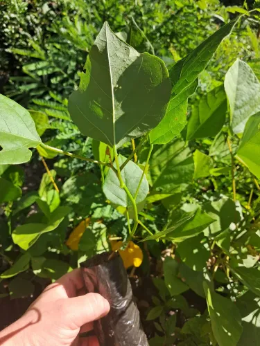 Mudas Ornamentais e Frutíferas