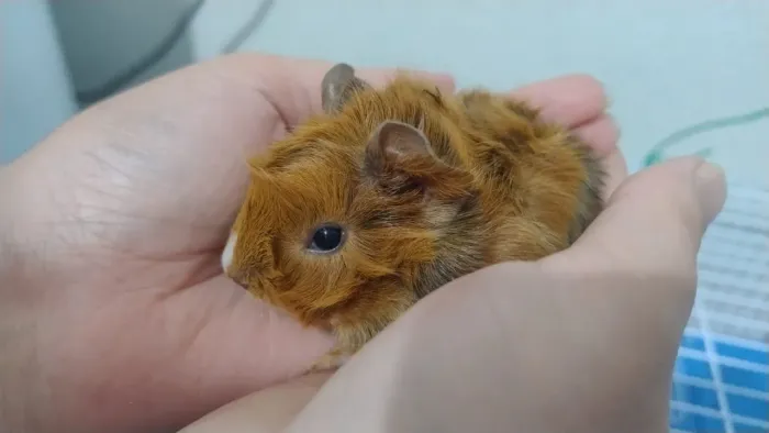 Porquinho da Índia Filhote 
