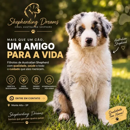 Australian Shepherd (pastor australiano)