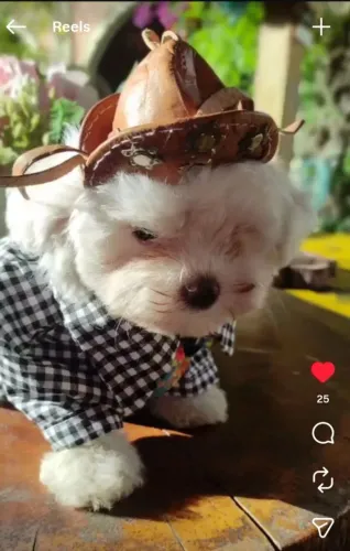 Belíssimo filhote de Maltês Macho Mine, um verdadeiro bibelô. 