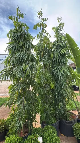 Muda de Choupala