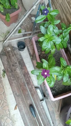 Plantas