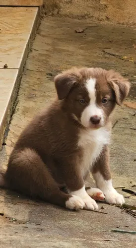 Border Collie - Fêmea