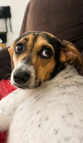 Cachorra vira-lata LULU