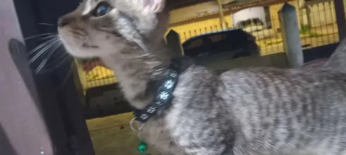 Gato para doação 