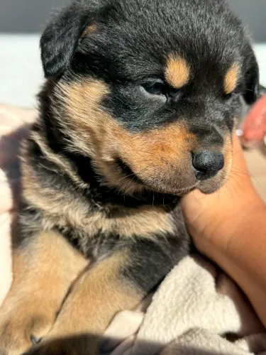 Rottweiler Filhotes Lindos