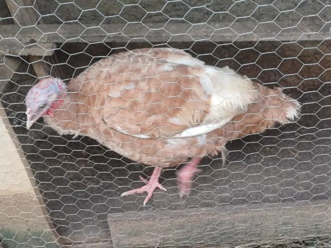 Perua