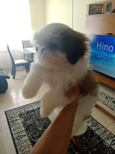 Vendo lindos Shitzu 