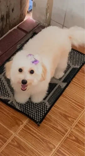 Poodle procurando namorado