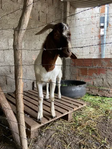 Bode Boer com registro