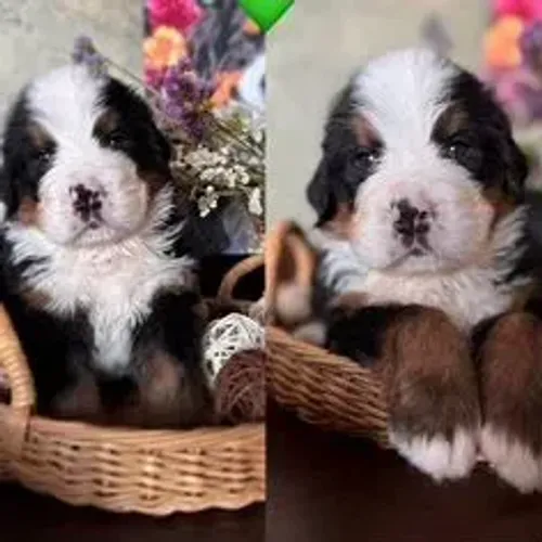 Bernese Mountain Dog,Bernese Mountain Dog Filhote Top Padrão da Raça