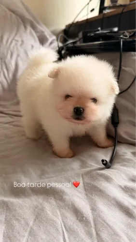 Lulu da pomerânia