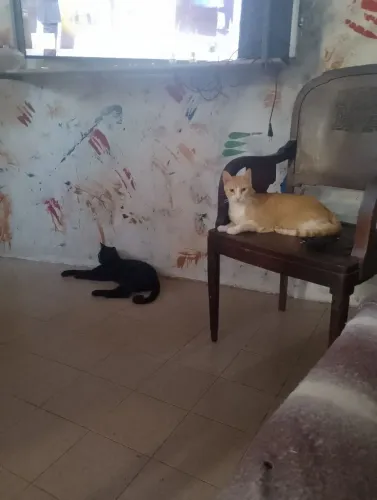 Doação de gatos