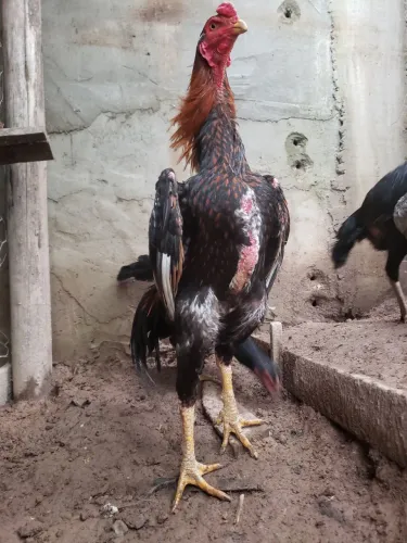 Frango shamo casal