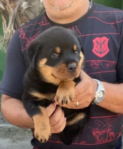 LINDOS FILHOTES DE ROTTWEILER CABEÇA DE TOURO