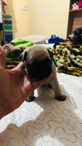 Pug