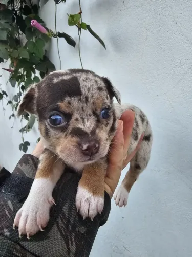 Chihuahua merle