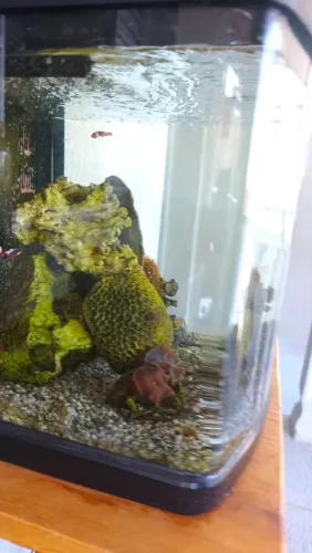 Aquário marinho de 60l boyu vidro curvo