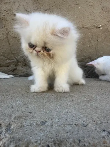 Gato Persa