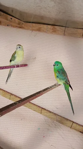 Casal Periquito australiano passarinho 