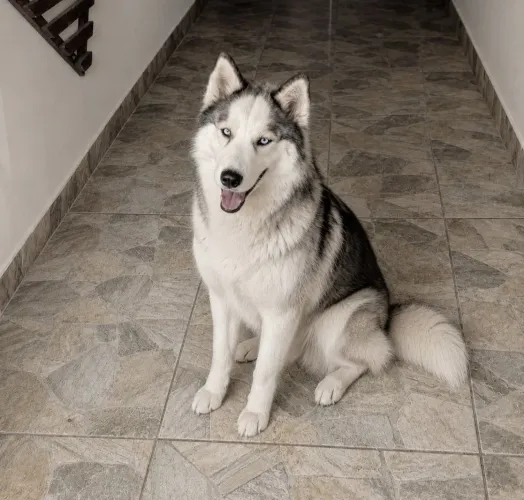 IRIS HUSKY SIBERIANO FEMEA